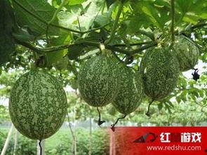 吊瓜剥皮吃,解锁夏日清新美味新体验  第3张